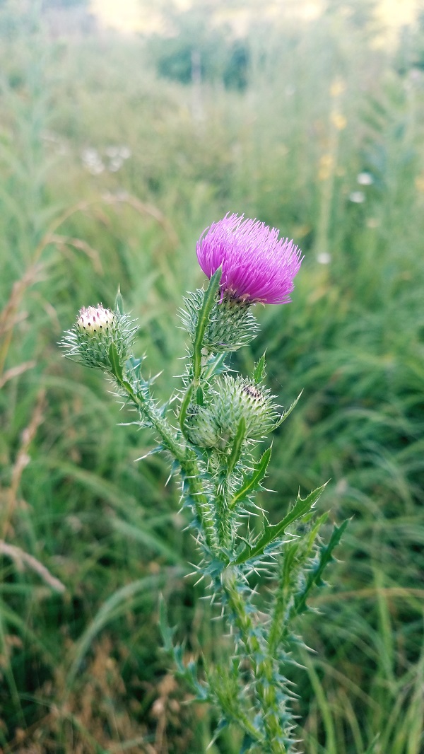 spiked flower