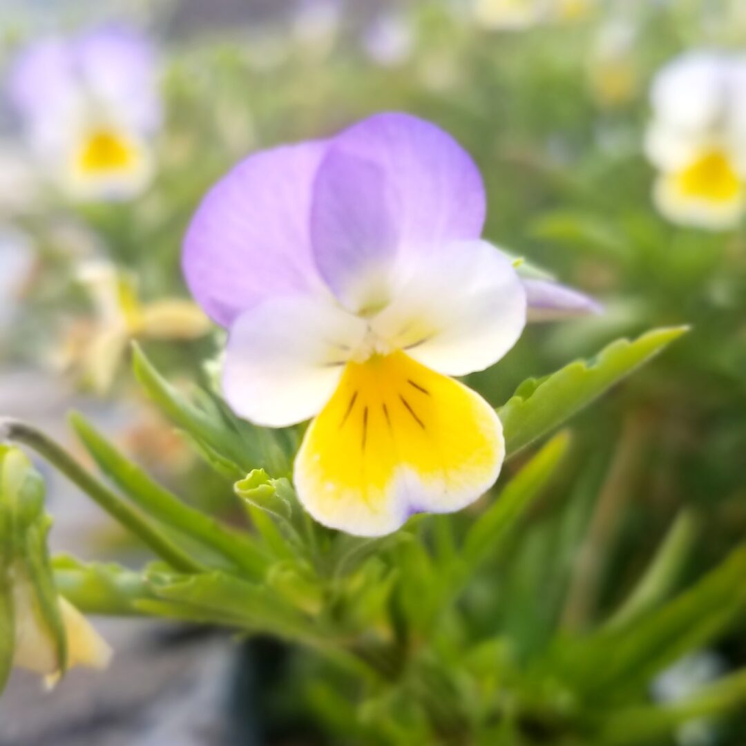 purple flower